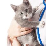 Come Diventare Veterinario: gli Studi, i Corsi e requisiti necessari