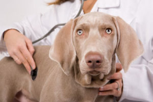 come diventare veterinario studi corsi requisiti