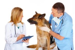 come diventare assistente veterinario comportamentalista