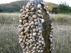 come allevare lumache in casa con l'elicicoltura