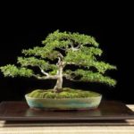 Come Fare un Bonsai da un Ramo di Ulivo: come si Crea