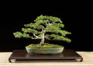 come fare un bonsai