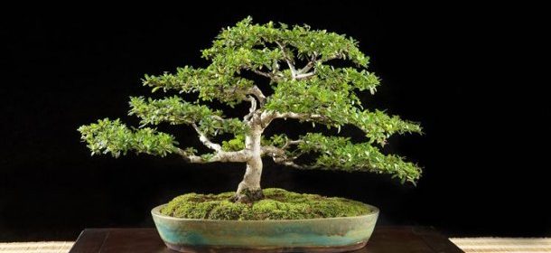 come fare un bonsai