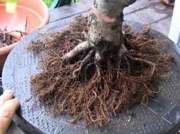 come fare un bonsai da un ramo di ulivo