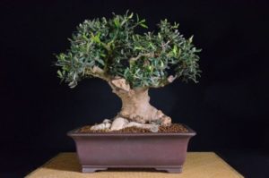 come creare un bonsai da un ramo d'ulivo