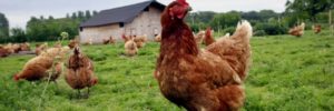 cosa allevare per guadagnare galline bio